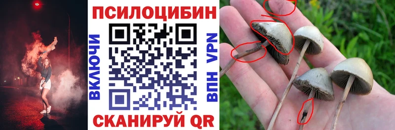 Псилоцибиновые грибы Psilocybe  Высоцк 
